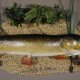 Hecht mit 2 Barschen Länge 98 cm auf Dekoplatte Präparat Raubfisch Fisch
