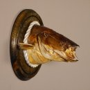 Wels Waller Schaidfisch Kopf Pr&auml;parat Tiefe 19 cm auf Schild Raubfisch Fisch