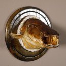 Wels Waller Schaidfisch Kopf Pr&auml;parat Tiefe 19 cm auf Schild Raubfisch Fisch