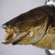 Wels Waller Schaidfisch Kopf Präparat Tiefe 19 cm auf Schild Raubfisch Fisch