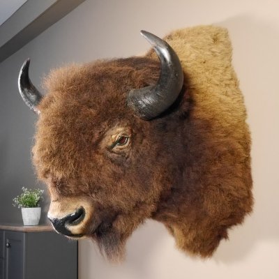 Bison Kopf Präparat Höhe 113 cm für die Wand Dekoration mit Herkunftsnachweis