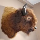Bison Kopf Präparat Höhe 113 cm für die Wand Dekoration mit Herkunftsnachweis