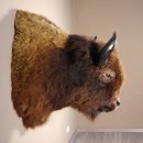 Bison Kopf Präparat Höhe 113 cm für die Wand Dekoration mit Herkunftsnachweis