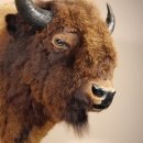 Bison Kopf Präparat Höhe 113 cm für die Wand Dekoration mit Herkunftsnachweis