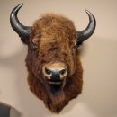 Bison Kopf Präparat Höhe 113 cm für die Wand Dekoration mit Herkunftsnachweis