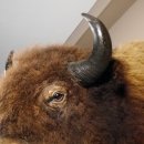 Bison Kopf Präparat Höhe 113 cm für die Wand Dekoration mit Herkunftsnachweis