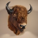 Bison Kopf Präparat Höhe 113 cm für die Wand Dekoration mit Herkunftsnachweis