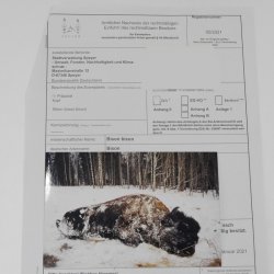 Bison Kopf Präparat Höhe 113 cm für die Wand Dekoration mit Herkunftsnachweis