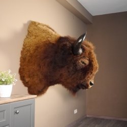 Bison Kopf Präparat Höhe 113 cm für die Wand Dekoration mit Herkunftsnachweis