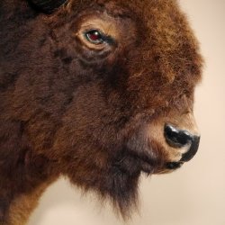 Bison Kopf Präparat Höhe 113 cm für die Wand Dekoration mit Herkunftsnachweis