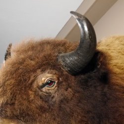 Bison Kopf Präparat Höhe 113 cm für die Wand Dekoration mit Herkunftsnachweis