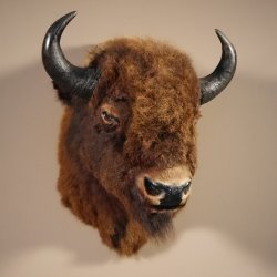 Bison Kopf Präparat Höhe 113 cm für die Wand Dekoration mit Herkunftsnachweis