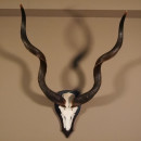 Kudu Antilope Sch&auml;deltroph&auml;e Hornl&auml;nge 118 cm Deko auf Troph&auml;enschild Sch&auml;del Afrika Troph&auml;e #88.2.43