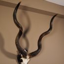 Kudu Antilope Schädeltrophäe Hornlänge 118 cm Deko auf Trophäenschild Schädel Afrika Trophäe #88.2.43