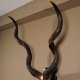 Kudu Antilope Schädeltrophäe Hornlänge 118 cm Deko auf Trophäenschild Schädel Afrika Trophäe #88.2.43