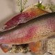 Äsche Ganzpräparat Länge 39cm auf Dekoplatte Präparat Fisch präpariert