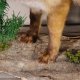 Junger Fuchs auf Stamm Breite 61 cm präpariert Rotfuchs Jungfuchs Präparat taxidermy Deko