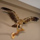 Steppenadler Präparat mit offenen Schwingen auf Ast Greifvogel Vogel präpariert Trophäe mit Genehmigung zum Verkauf
