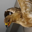 Steppenadler Präparat mit offenen Schwingen auf Ast Greifvogel Vogel präpariert Trophäe mit Genehmigung zum Verkauf