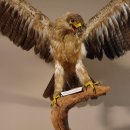 Steppenadler Präparat mit offenen Schwingen auf Ast Greifvogel Vogel präpariert Trophäe mit Genehmigung zum Verkauf