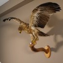 Steppenadler Präparat mit offenen Schwingen auf Ast Greifvogel Vogel präpariert Trophäe mit Genehmigung zum Verkauf