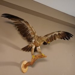 Steppenadler Präparat mit offenen Schwingen auf Ast Greifvogel Vogel präpariert Trophäe mit Genehmigung zum Verkauf