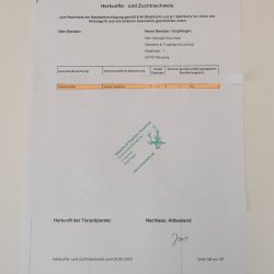 Steppenadler Präparat mit offenen Schwingen auf Ast Greifvogel Vogel präpariert Trophäe mit Genehmigung zum Verkauf