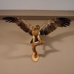 Steppenadler Präparat mit offenen Schwingen auf Ast Greifvogel Vogel präpariert Trophäe mit Genehmigung zum Verkauf