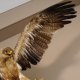 Steppenadler Präparat mit offenen Schwingen auf Ast Greifvogel Vogel präpariert Trophäe mit Genehmigung zum Verkauf