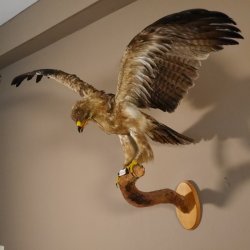 Steppenadler Präparat mit offenen Schwingen auf Ast Greifvogel Vogel präpariert Trophäe mit Genehmigung zum Verkauf