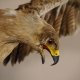 Steppenadler Präparat mit offenen Schwingen auf Ast Greifvogel Vogel präpariert Trophäe mit Genehmigung zum Verkauf