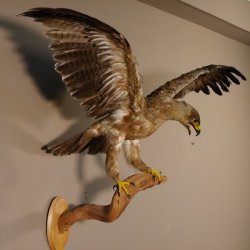Steppenadler Präparat mit offenen Schwingen auf Ast Greifvogel Vogel präpariert Trophäe mit Genehmigung zum Verkauf