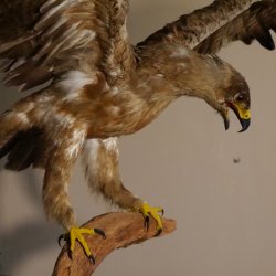 Steppenadler Präparat mit offenen Schwingen auf Ast Greifvogel Vogel präpariert Trophäe mit Genehmigung zum Verkauf