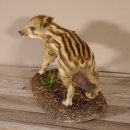 Frischling Ganzpräparat Höhe 21 cm auf Waldboden Keiler Baby Wildschwein Präparat Deko #34.2.29