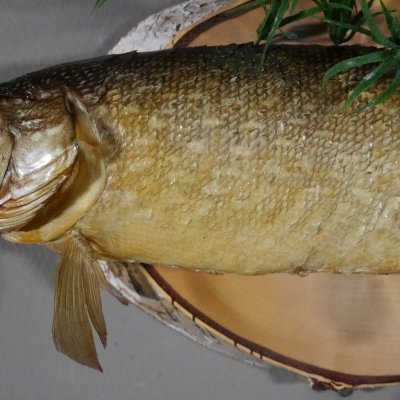 Hecht Pr&auml;parat Breite 65 cm auf Baumscheibe Raubfisch Fisch