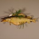 Hecht Pr&auml;parat Breite 65 cm auf Baumscheibe Raubfisch Fisch