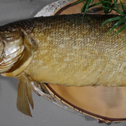 Hecht Präparat Breite 65 cm auf Baumscheibe Raubfisch Fisch