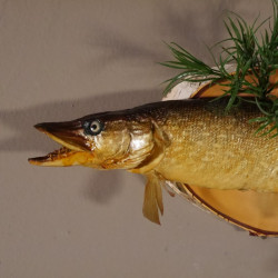 Hecht Präparat Breite 65 cm auf Baumscheibe Raubfisch Fisch