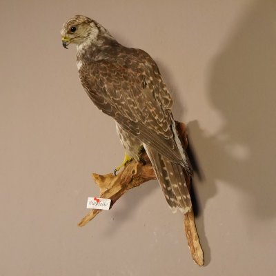 Würgfalke Sakerfalke Präparat Falke präpariert Tierpräparat taxidermy mit EU Genehmigung zum Verkauf
