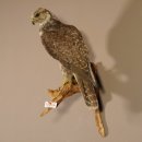 Würgfalke Sakerfalke Präparat Falke präpariert Tierpräparat taxidermy mit EU Genehmigung zum Verkauf