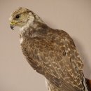 Würgfalke Sakerfalke Präparat Falke präpariert Tierpräparat taxidermy mit EU Genehmigung zum Verkauf