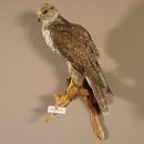 Würgfalke Sakerfalke Präparat Falke präpariert Tierpräparat taxidermy mit EU Genehmigung zum Verkauf