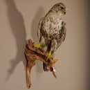 Würgfalke Sakerfalke Präparat Falke präpariert Tierpräparat taxidermy mit EU Genehmigung zum Verkauf