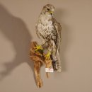 Würgfalke Sakerfalke Präparat Falke präpariert Tierpräparat taxidermy mit EU Genehmigung zum Verkauf
