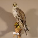 Würgfalke Sakerfalke Präparat Falke präpariert Tierpräparat taxidermy mit EU Genehmigung zum Verkauf