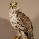 Würgfalke Sakerfalke Präparat Falke präpariert Tierpräparat taxidermy mit EU Genehmigung zum Verkauf