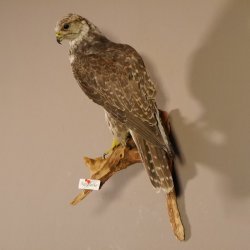 Würgfalke Sakerfalke Präparat Falke präpariert Tierpräparat taxidermy mit EU Genehmigung zum Verkauf