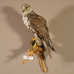 Würgfalke Sakerfalke Präparat Falke präpariert Tierpräparat taxidermy mit EU Genehmigung zum Verkauf