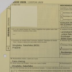 Würgfalke Sakerfalke Präparat Falke präpariert Tierpräparat taxidermy mit EU Genehmigung zum Verkauf