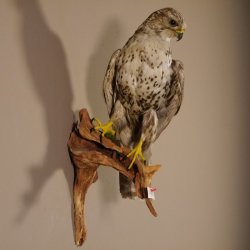Würgfalke Sakerfalke Präparat Falke präpariert Tierpräparat taxidermy mit EU Genehmigung zum Verkauf